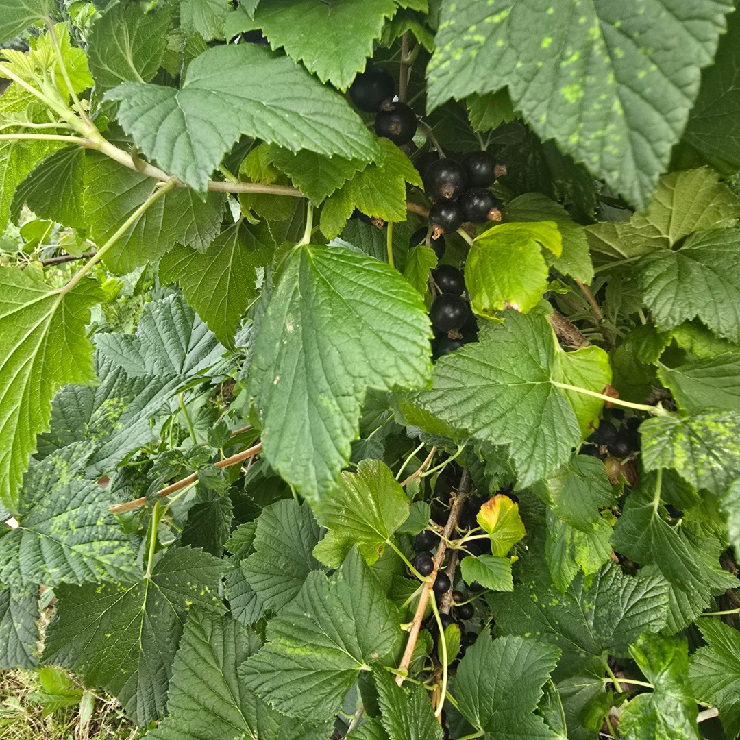 Hola, tengo grosellas negras cosechadas para la venta