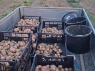 Hola, vendo patatas Irga o Monte Carlo en sacos