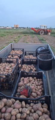 Hola, vendo patatas Irga o Monte Carlo en sacos de 15 kg o más pequeños
