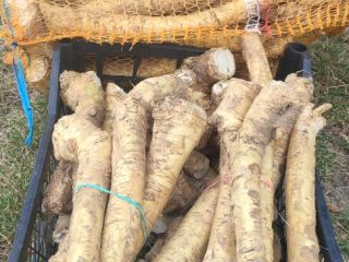 Rábano picante de stock, variedad danesa