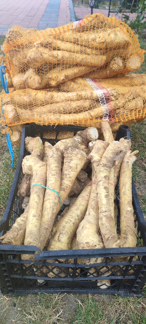 Rábano picante de stock, variedad danesa