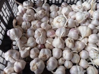 Vendo aproximadamente 1,5 toneladas de ajo de primavera de