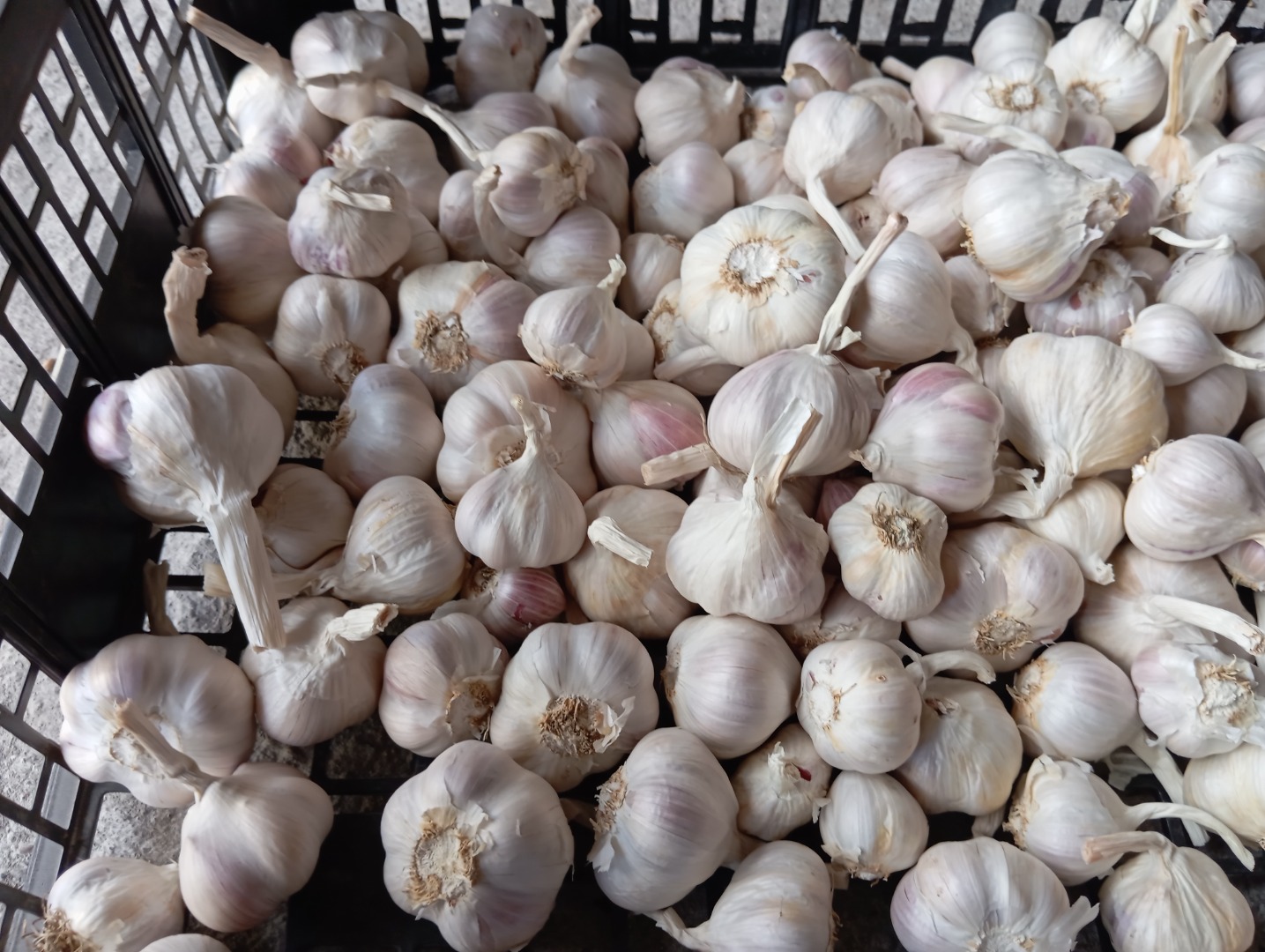 Vendo aproximadamente 1,5 toneladas de ajo de primavera de Jarus, muy aromático, recién cosechado