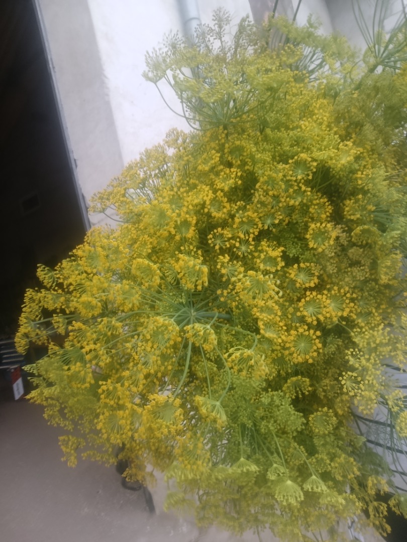 Hola, tengo eneldo fresco a la venta, recién cosechado