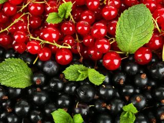 Hola, vendo grosellas negras y rojas cultivadas en mi