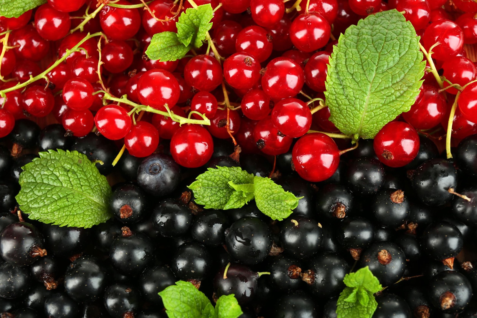Hola, vendo grosellas negras y rojas cultivadas en mi jardín