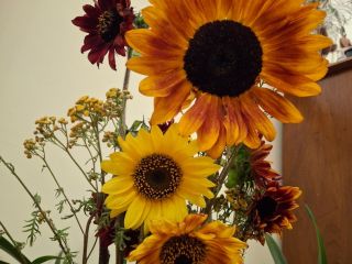Ofrezco girasoles decorativos al por mayor de mi propia
