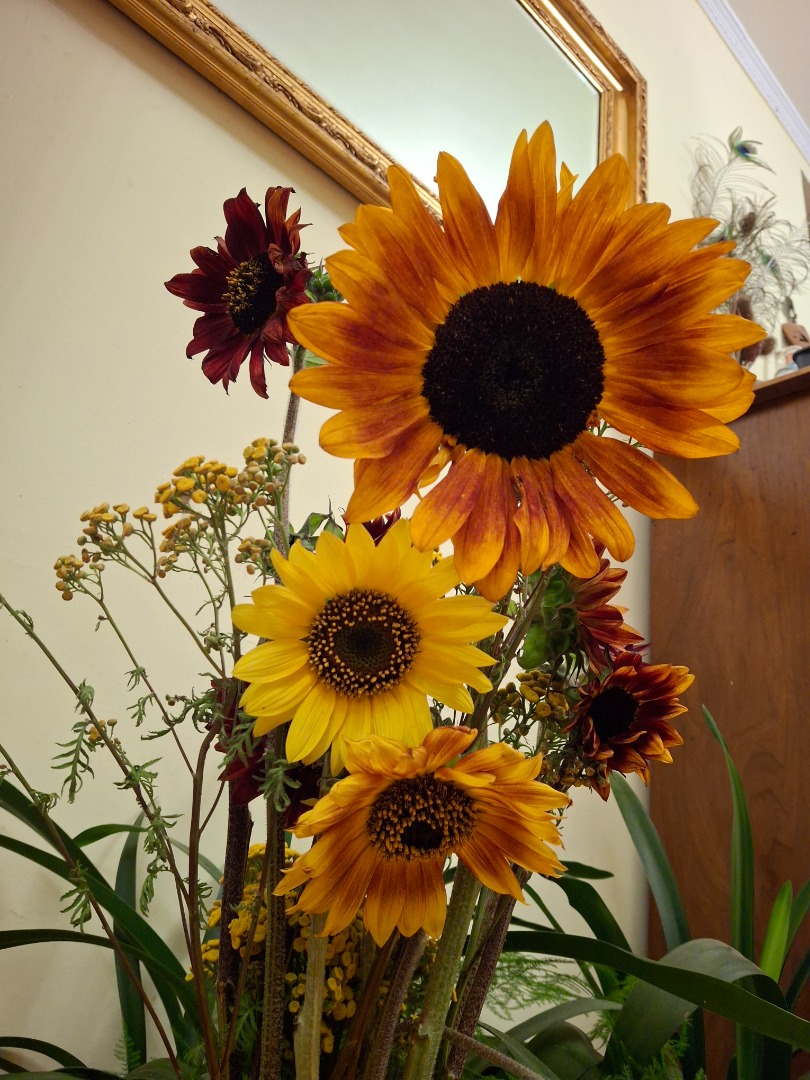 Ofrezco girasoles decorativos al por mayor de mi propia plantación cerca de Stęszew Wielkopolska, cerca de la ruta S5