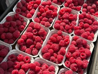 Frambuesas frescas para exportación – Clase I – Variedad