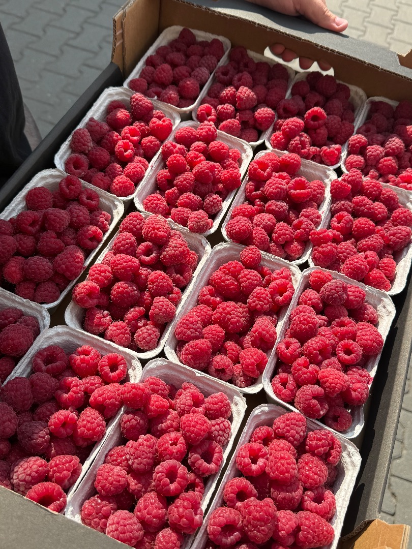 Frambuesas frescas para exportación – Clase I – Variedad Glen Frambuesas frescas disponibles para exportación, calidad Clase I, NO congeladas