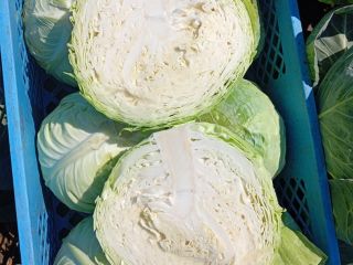 Col blanca dura, variedad Padoch, 2+ kg