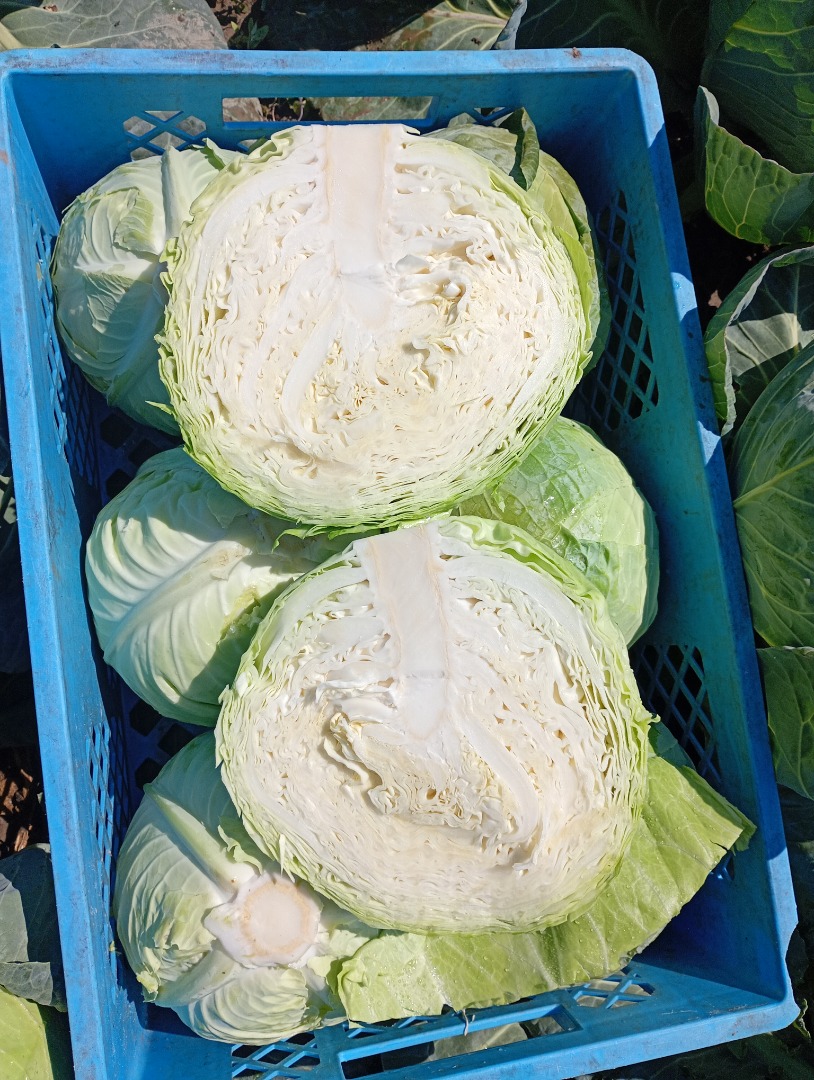 Col blanca dura, variedad Padoch, 2+ kg