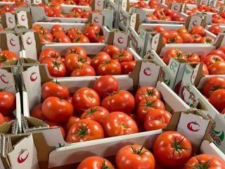 Venta de tomate frambuesa - Madano.