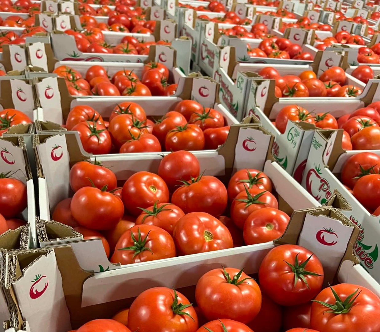 Venta de tomate frambuesa - Madano