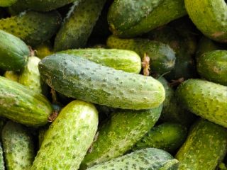Vendo pepinos de campo de la variedad Amant, con