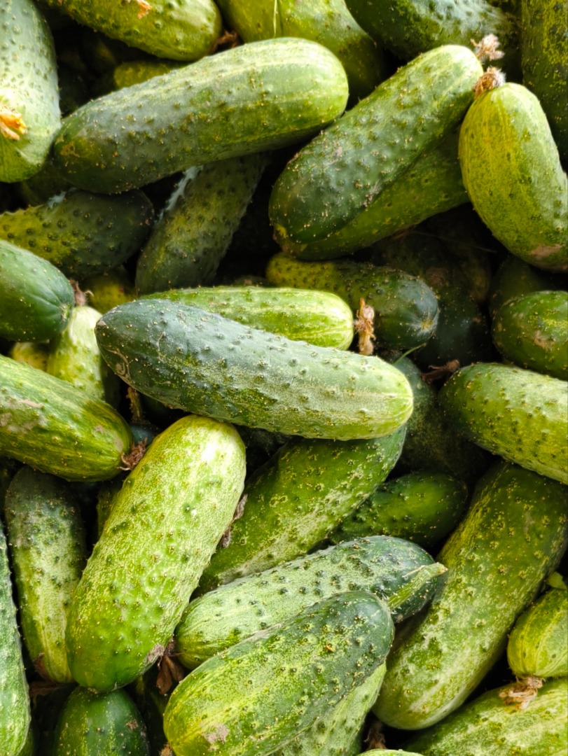 Vendo pepinos de campo de la variedad Amant, con frutos cilíndricos y brillantes