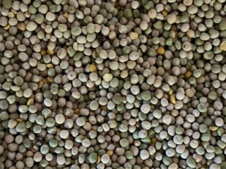 Venderé guisantes en grandes cantidades.