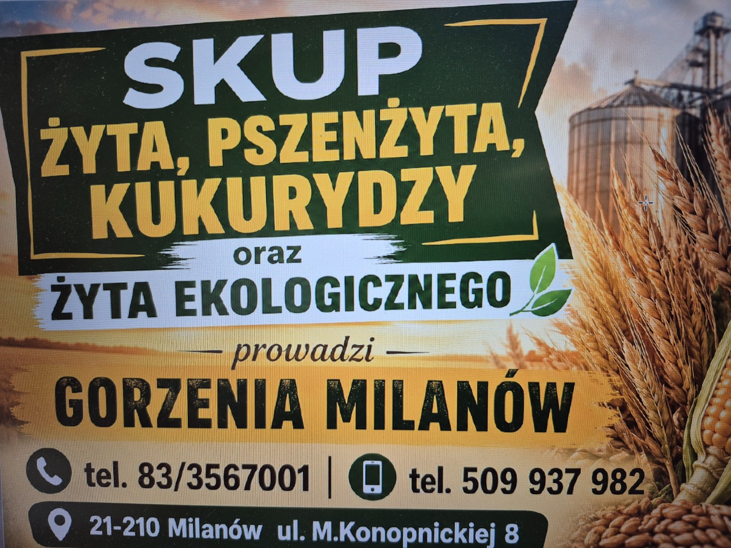 LA COMPRA DE CENTENO, TRITICALE, MAÍZ y CENTENO ORGÁNICO está a cargo de GORZENIA MILANÓW tel