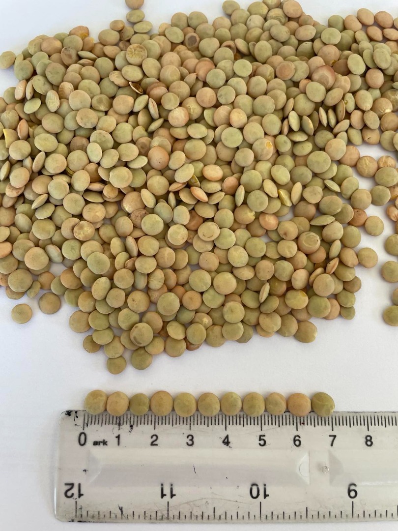 Ofrecemos lentejas verdes calibradas en fracciones [número de teléfono]: - grandes (6+ mm) - medianas (4-6 mm) - pequeñas (≤4 mm) Pureza: 99,90%, humedad