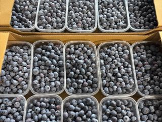 Arándano variedad Duke I Blue drops 14+