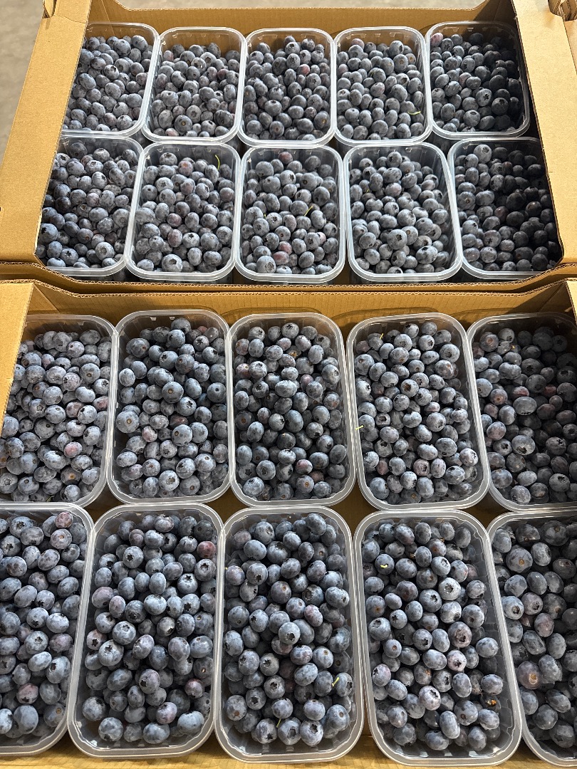 Arándano variedad Duke I Blue drops 14+