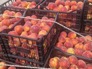 Nueva temporada repleta de fruta fresca a precios excepcionales: