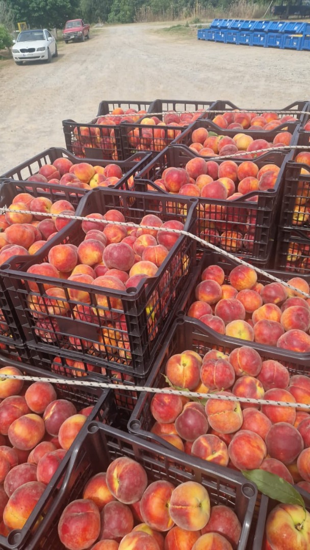 Nueva temporada repleta de fruta fresca a precios excepcionales: nectarinas, duraznos y albaricoques a precios y estándares europeos
