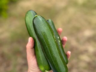 Vendo calabacines cultivados de forma convencional, pero enriquecidos con