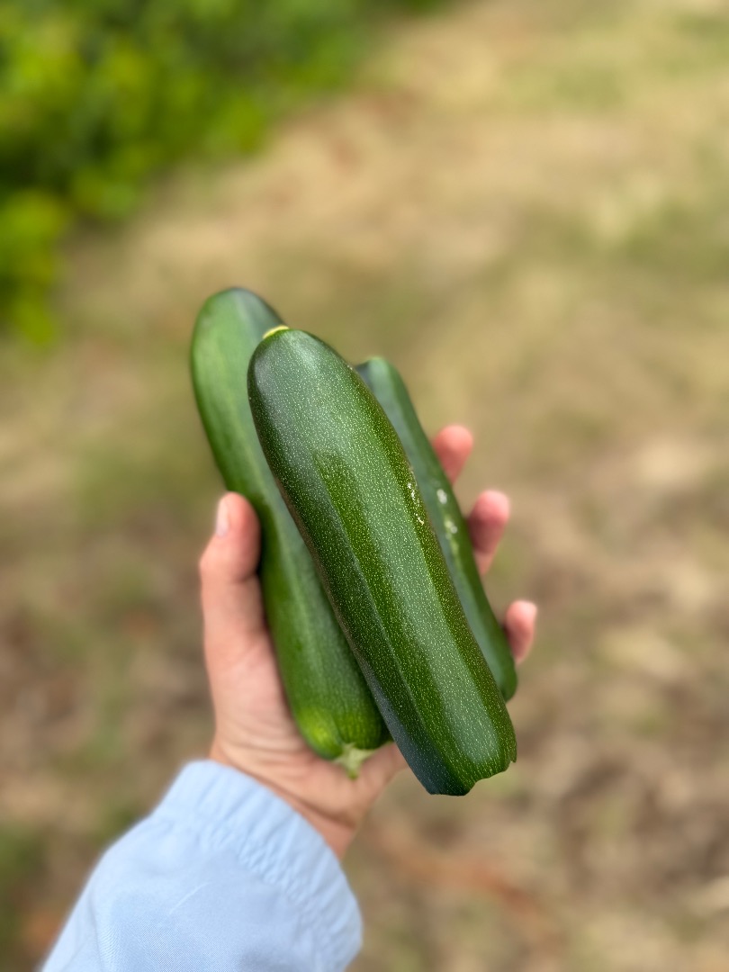 Vendo calabacines cultivados de forma convencional, pero enriquecidos con estiércol de caballo compostado
