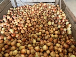 Venta de cebollas de tamaños 40-60 y 60-80.