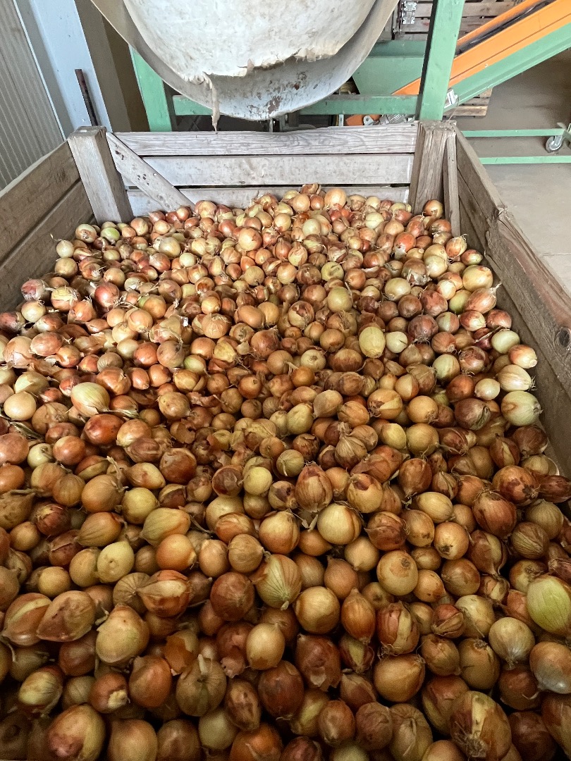 Venta de cebollas de tamaños 40-60 y 60-80