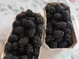 Hola, tengo moras a la venta, por favor contáctenme.