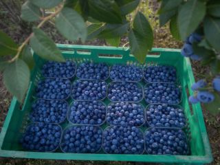Tengo aproximadamente 500 kg de arándanos grandes y hermosos