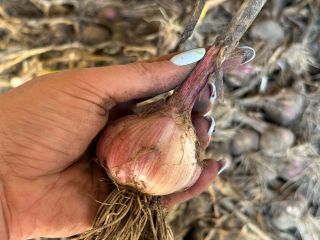 Vendo ajo. Harnaś, sano. Preferiblemente de un campo entero
