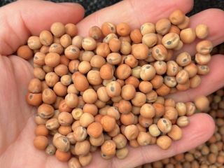 Guisantes de campo, cosecha 2026. Limpios y envasados en