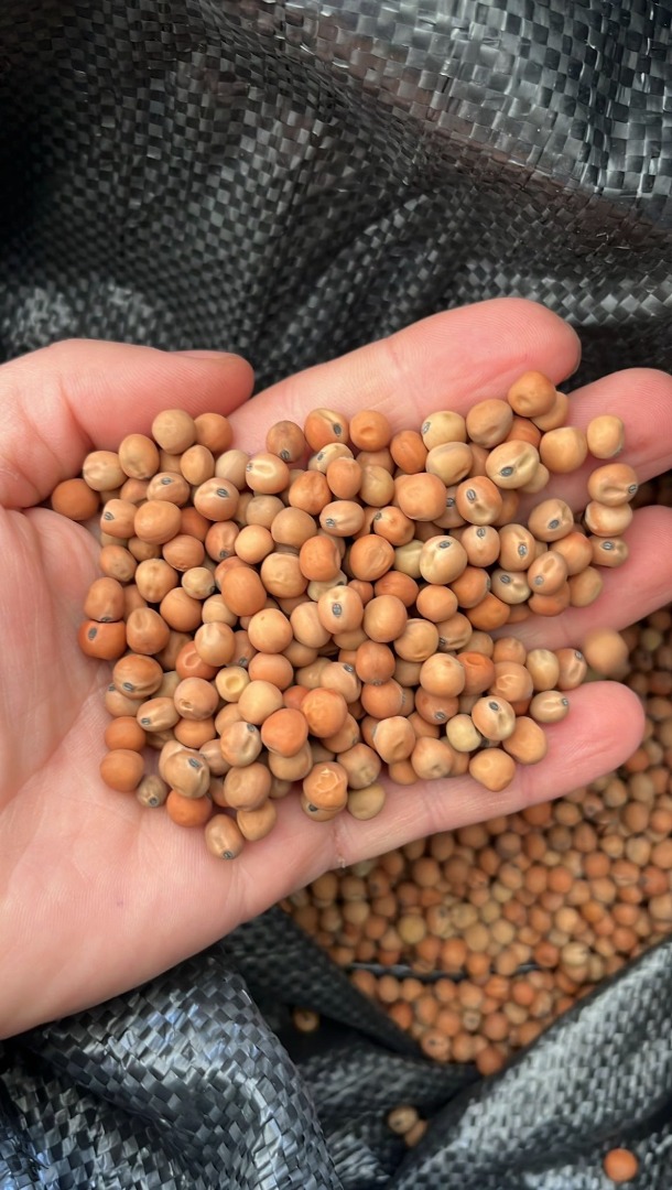 Guisantes de campo, cosecha 2026