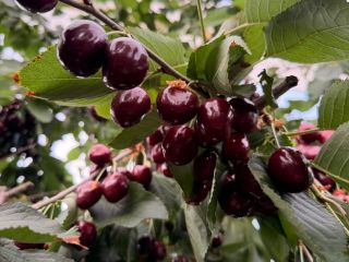 Venderé cerezas 28+ 30+ Kordia, Regina
