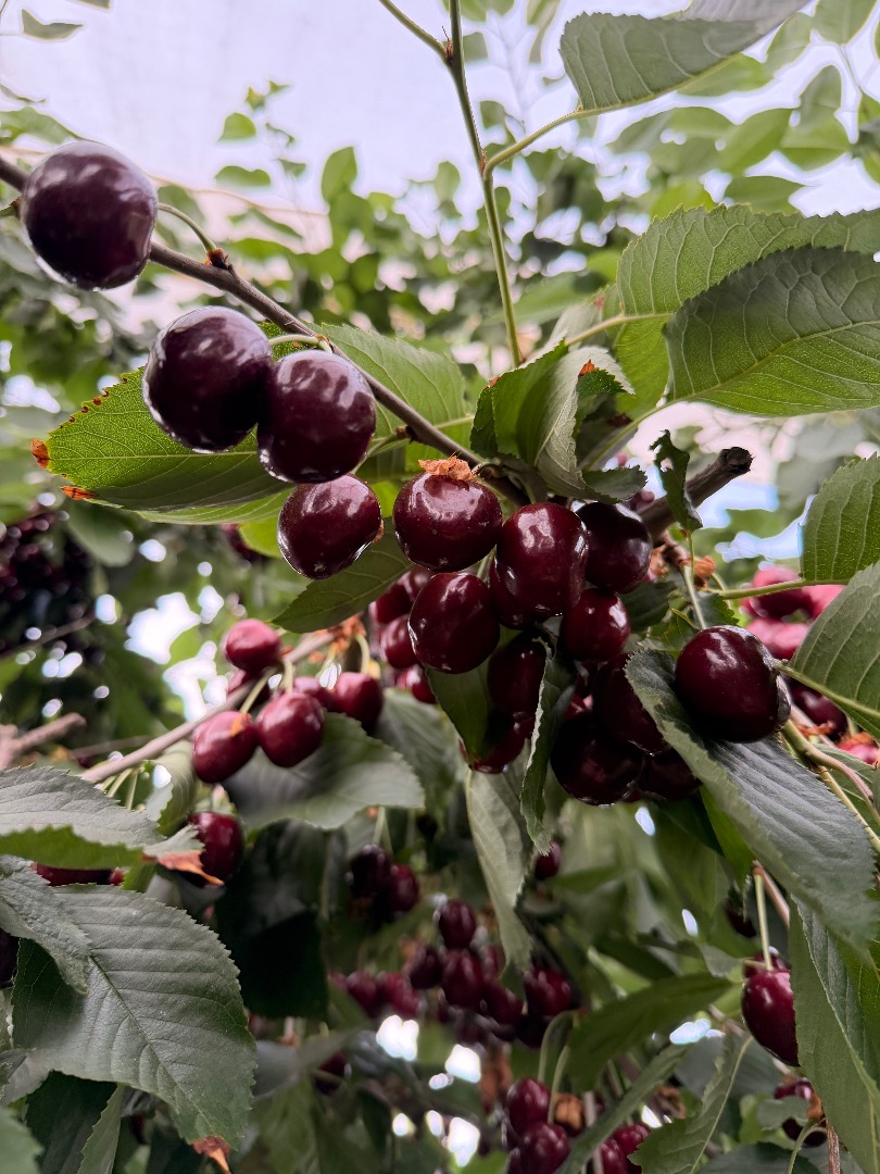 Venderé cerezas 28+ 30+ Kordia, Regina