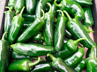 Jalapeños frescos a la venta. Se recolectan bajo pedido.