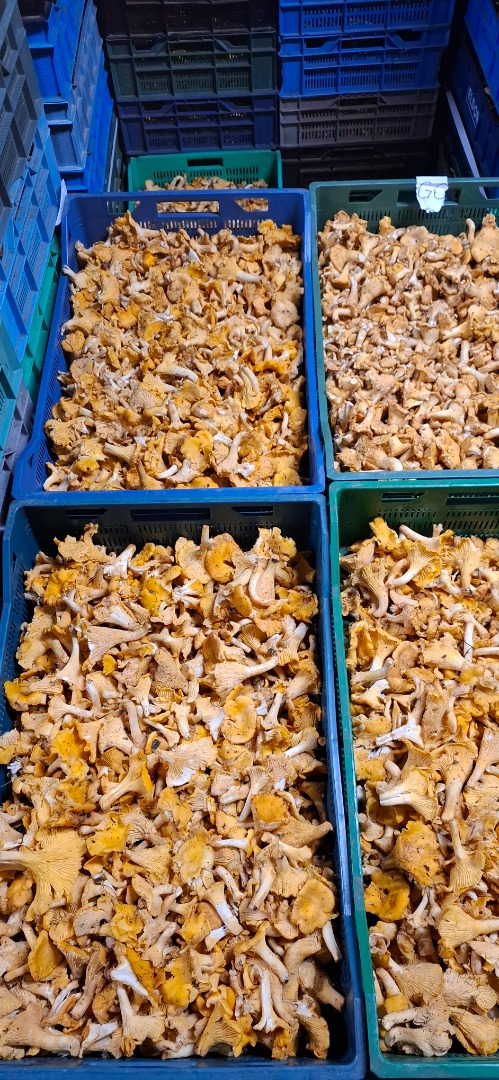 Hola, tenemos setas rebozuelo frescas y arándanos silvestres a la venta procedentes de los bosques de Podlasie