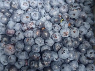 Ofrecemos arándanos americanos. ¡Ecológicos, deliciosos y jugosos!