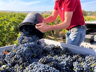 La bodega en Rumania ofrece a la venta 500