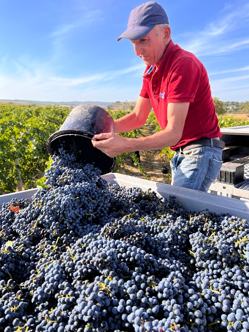 La bodega en Rumania ofrece a la venta 500 toneladas de uvas de diferentes variedades, blancas y tintas