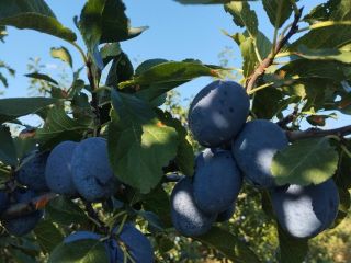 Vendemos ciruelas de la variedad "Chachanska naybolya" a 1