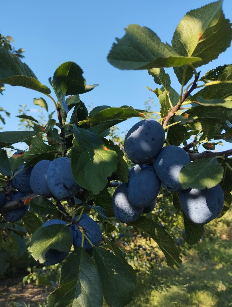 Vendemos ciruelas de la variedad "Chachanska naybolya" a 1 euro el kilogramo