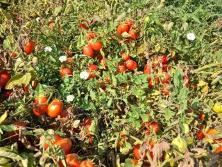 Vendo tomates enlatados.