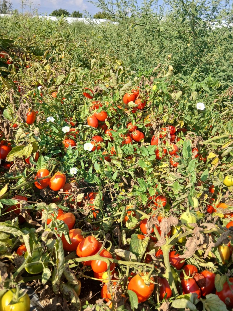 Vendo tomates enlatados