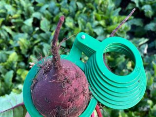 Venderé remolacha roja, variedad Monty. Calibre 5-12. Fresca, de