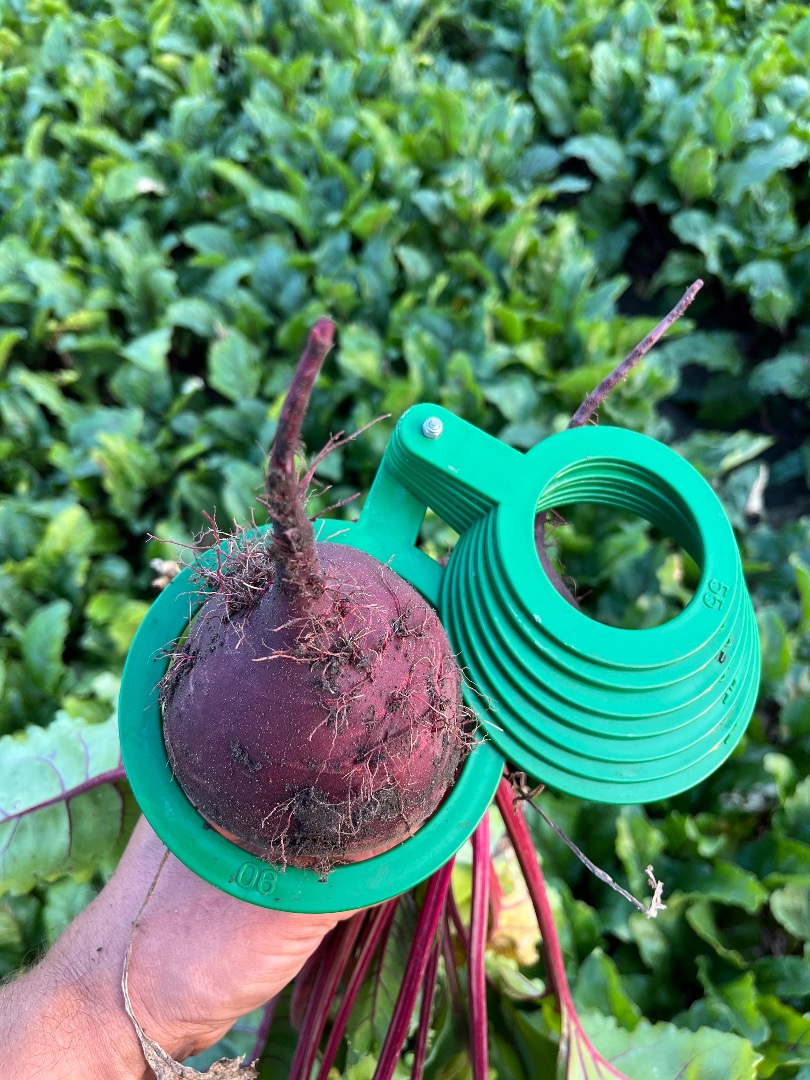 Venderé remolacha roja, variedad Monty