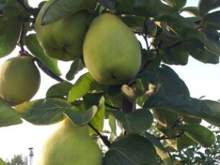 Quince - para la venta de pigweed fruity grande